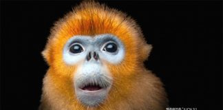 펜타클-LGU+, 미국 ‘스티비 어워즈’ 국내 최다 수상