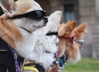 나만 믿으라개! 서울시 반려견 순찰대 ‘해치 펫트롤(Haechi Petrol)’