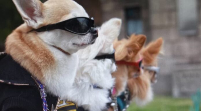 나만 믿으라개! 서울시 반려견 순찰대 ‘해치 펫트롤(Haechi Petrol)’