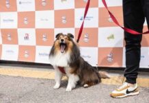 산불피해지역 복구를 위해 나선 작은 영웅들, ‘산타독(Santa Dog)’