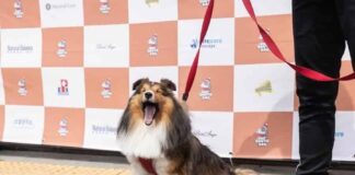 산불피해지역 복구를 위해 나선 작은 영웅들, ‘산타독(Santa Dog)’