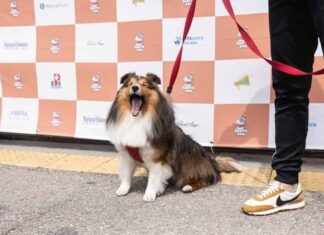 산불피해지역 복구를 위해 나선 작은 영웅들, ‘산타독(Santa Dog)’