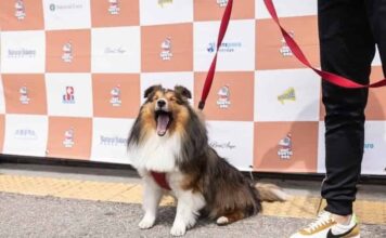 산불피해지역 복구를 위해 나선 작은 영웅들, ‘산타독(Santa Dog)’