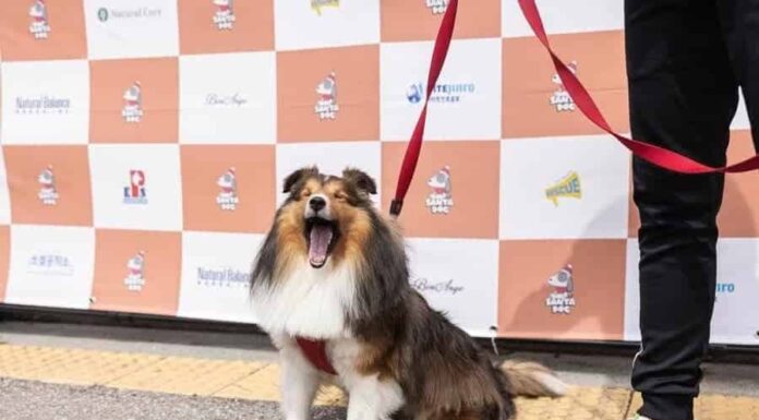 산불피해지역 복구를 위해 나선 작은 영웅들, ‘산타독(Santa Dog)’