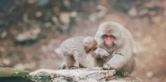 원숭이두창 결국 국내 상륙? 원숭이두창 감염경로와 원인, 증상, 백신 유무