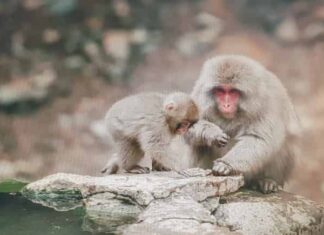 원숭이두창 결국 국내 상륙? 원숭이두창 감염경로와 원인, 증상, 백신 유무