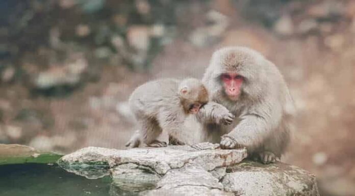 원숭이두창 결국 국내 상륙? 원숭이두창 감염경로와 원인, 증상, 백신 유무