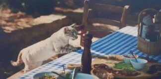 고양이에게 좋은 음식, 나쁜 음식은? 좋은 집사가 되어보자!