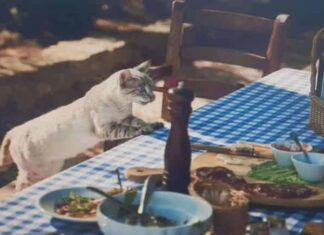 고양이에게 좋은 음식, 나쁜 음식은? 좋은 집사가 되어보자!