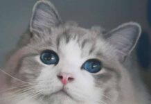 세상에서 가장 귀여운 성격을 가진 고양이 랙돌에 대하여 알아보자! 애교, 역사, 성격, 외형 등