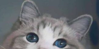 세상에서 가장 귀여운 성격을 가진 고양이 랙돌에 대하여 알아보자! 애교, 역사, 성격, 외형 등