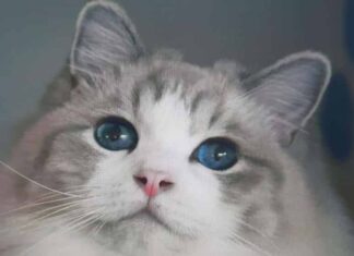 세상에서 가장 귀여운 성격을 가진 고양이 랙돌에 대하여 알아보자! 애교, 역사, 성격, 외형 등