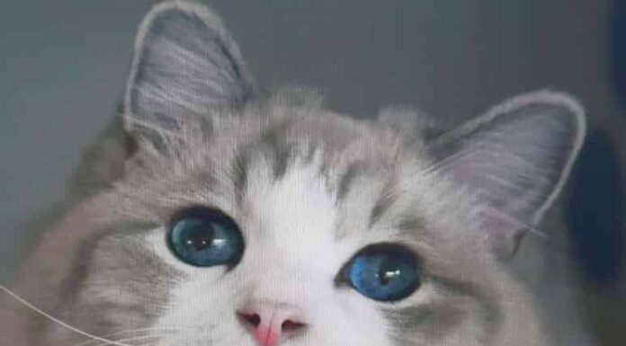 세상에서 가장 귀여운 성격을 가진 고양이 랙돌에 대하여 알아보자! 애교, 역사, 성격, 외형 등