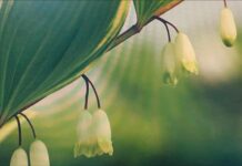 대표 ‘수제 뿌리차’ 레시피를 소개하다.