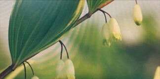 대표 ‘수제 뿌리차’ 레시피를 소개하다.