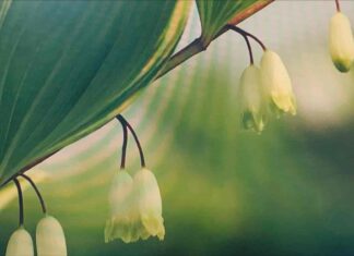 대표 ‘수제 뿌리차’ 레시피를 소개하다.