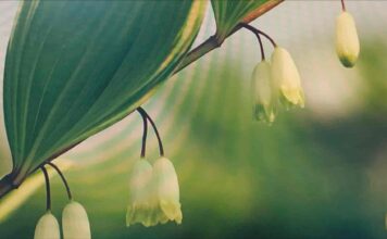대표 ‘수제 뿌리차’ 레시피를 소개하다.