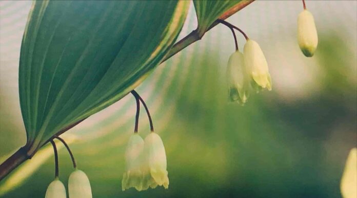 대표 ‘수제 뿌리차’ 레시피를 소개하다.