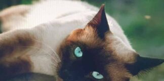 매력만점 수다쟁이 개냥이 샴고양이에 대하여 알아보자! 특징, 외형, 성격, 역사 등