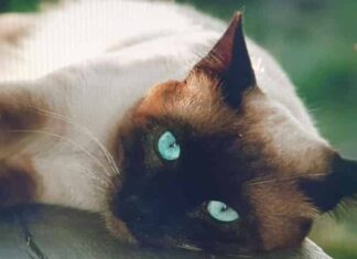 매력만점 수다쟁이 개냥이 샴고양이에 대하여 알아보자! 특징, 외형, 성격, 역사 등