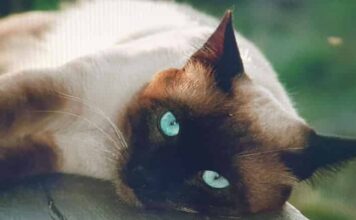 매력만점 수다쟁이 개냥이 샴고양이에 대하여 알아보자! 특징, 외형, 성격, 역사 등