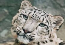 눈처럼 하얀 표범이 있다? 귀엽고 강한 설표(눈표범)에 대해 알아보자! 멸종 위기, 꼬리 등