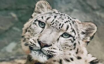 눈처럼 하얀 표범이 있다? 귀엽고 강한 설표(눈표범)에 대해 알아보자! 멸종 위기, 꼬리 등