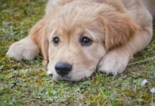 무료로 즐기는 서울시 반려견 놀이터 ‘월드컵공원 반려견놀이터’