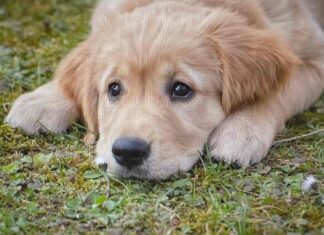 무료로 즐기는 서울시 반려견 놀이터 ‘월드컵공원 반려견놀이터’