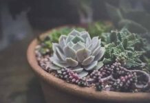 식물 잘 키우는 비법 5가지, 식물킬러, 식물금손