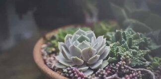 식물 잘 키우는 비법 5가지, 식물킬러, 식물금손