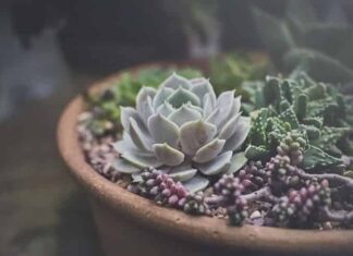 식물 잘 키우는 비법 5가지, 식물킬러, 식물금손