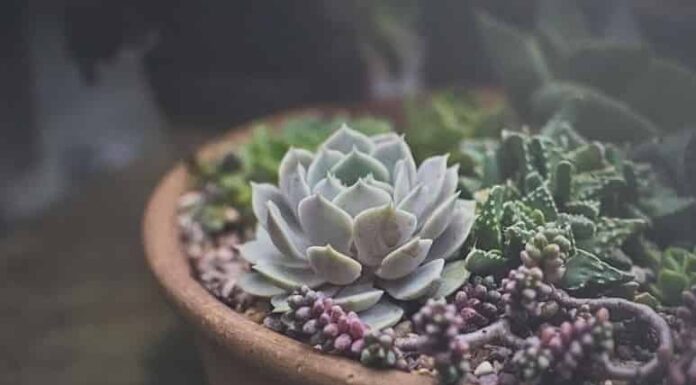 식물 잘 키우는 비법 5가지, 식물킬러, 식물금손