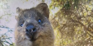 걸어다니는 벌금, 귀여운동물 쿼카 귀엽지만 만지지 않는걸로~