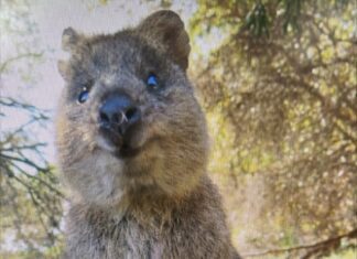 걸어다니는 벌금, 귀여운동물 쿼카 귀엽지만 만지지 않는걸로~
