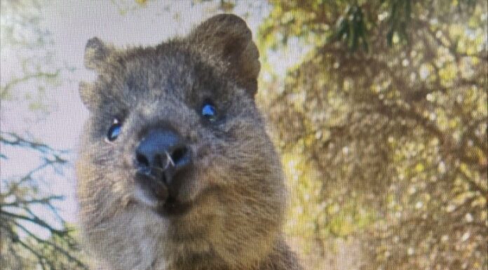 걸어다니는 벌금, 귀여운동물 쿼카 귀엽지만 만지지 않는걸로~