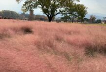 가을 나들이. 느낌 있는 경주명소 불국사, 첨성대, 경주카페 노워즈, 엘로우