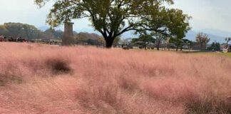 가을 나들이. 느낌 있는 경주명소 불국사, 첨성대, 경주카페 노워즈, 엘로우