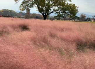 가을 나들이. 느낌 있는 경주명소 불국사, 첨성대, 경주카페 노워즈, 엘로우