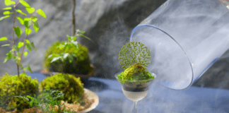 오이라세 계류 호텔 by 호시노 리조트, 안개 싸인 이끼 표현한 여름 디저트 ‘오이라세 이끼 파르페’ 선봬